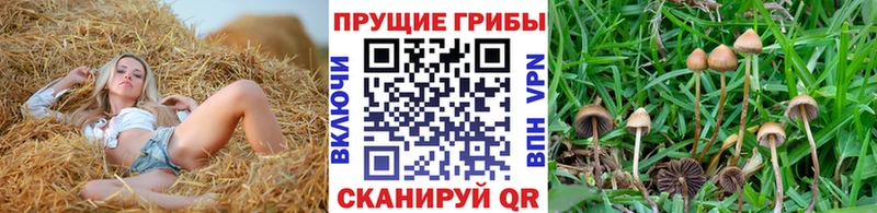Псилоцибиновые грибы MAGIC MUSHROOMS  купить   Сунжа 