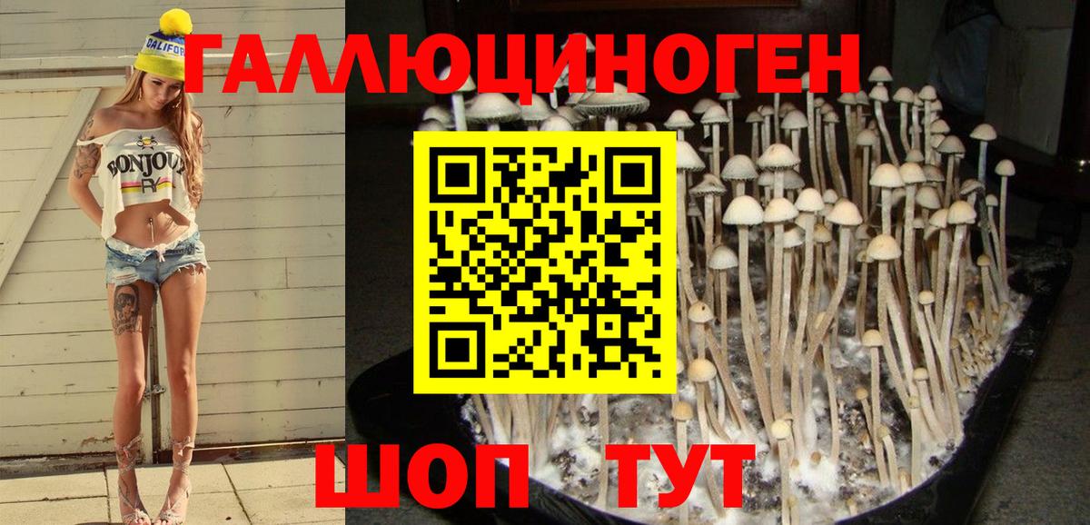 Сунжа  Псилоцибиновые грибы Psilocybine cubensis  Вход с VPN 