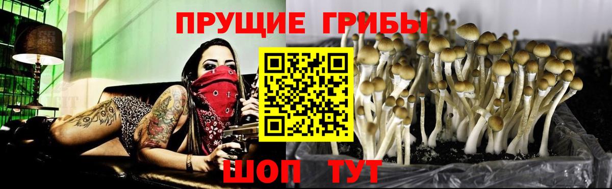 купить  сайты  Галлюциногенные грибы GOLDEN TEACHER  Сунжа  Галлюциногенные грибы Psilocybine cubensis 